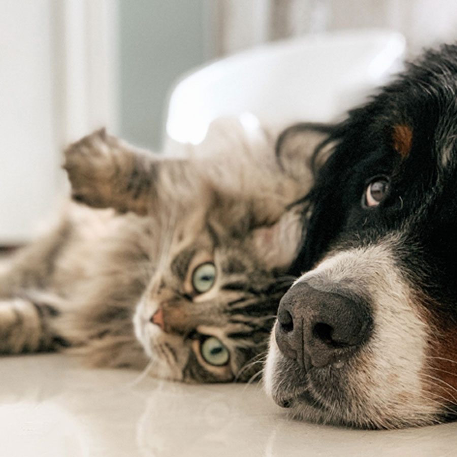 spotlight-pets-square.jpg