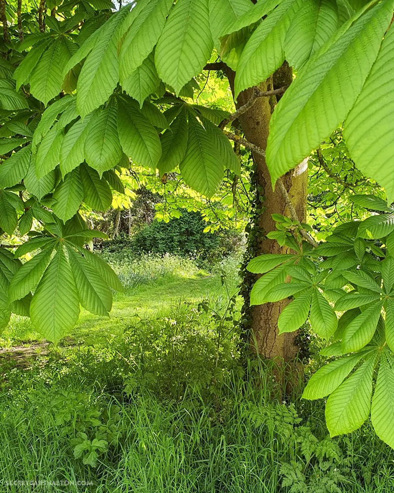 trees