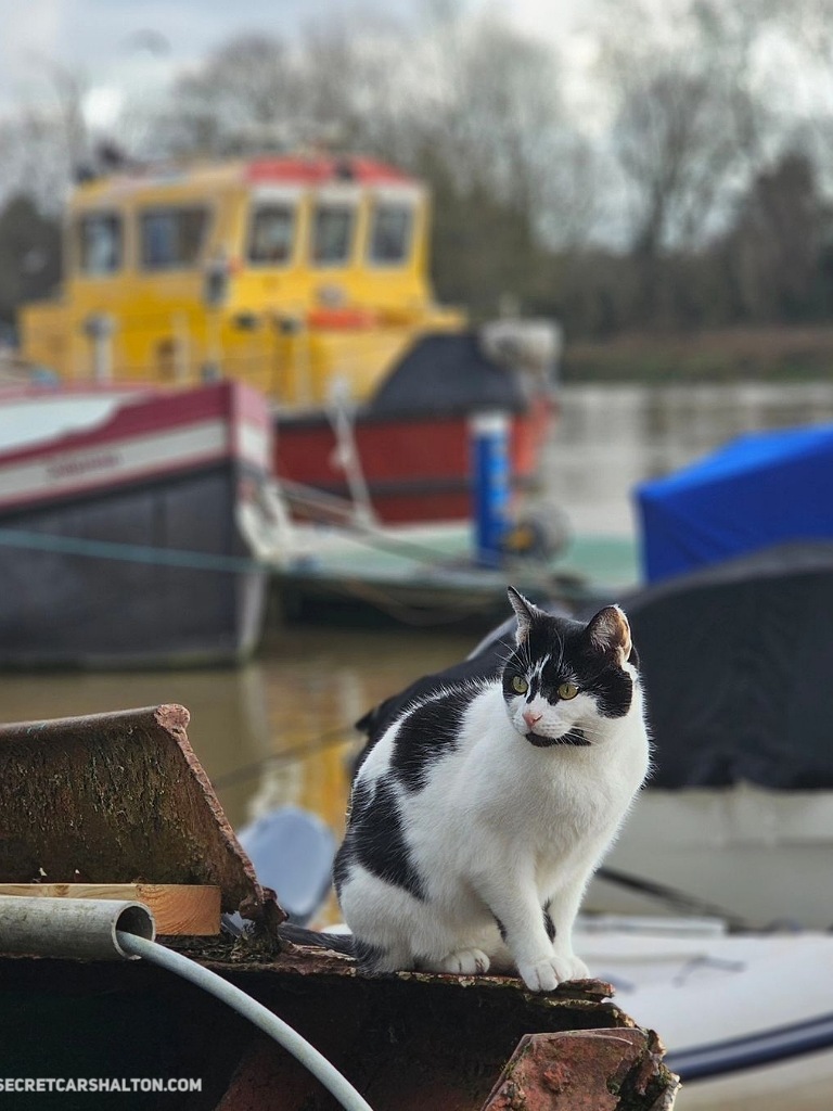 Richmond Cat