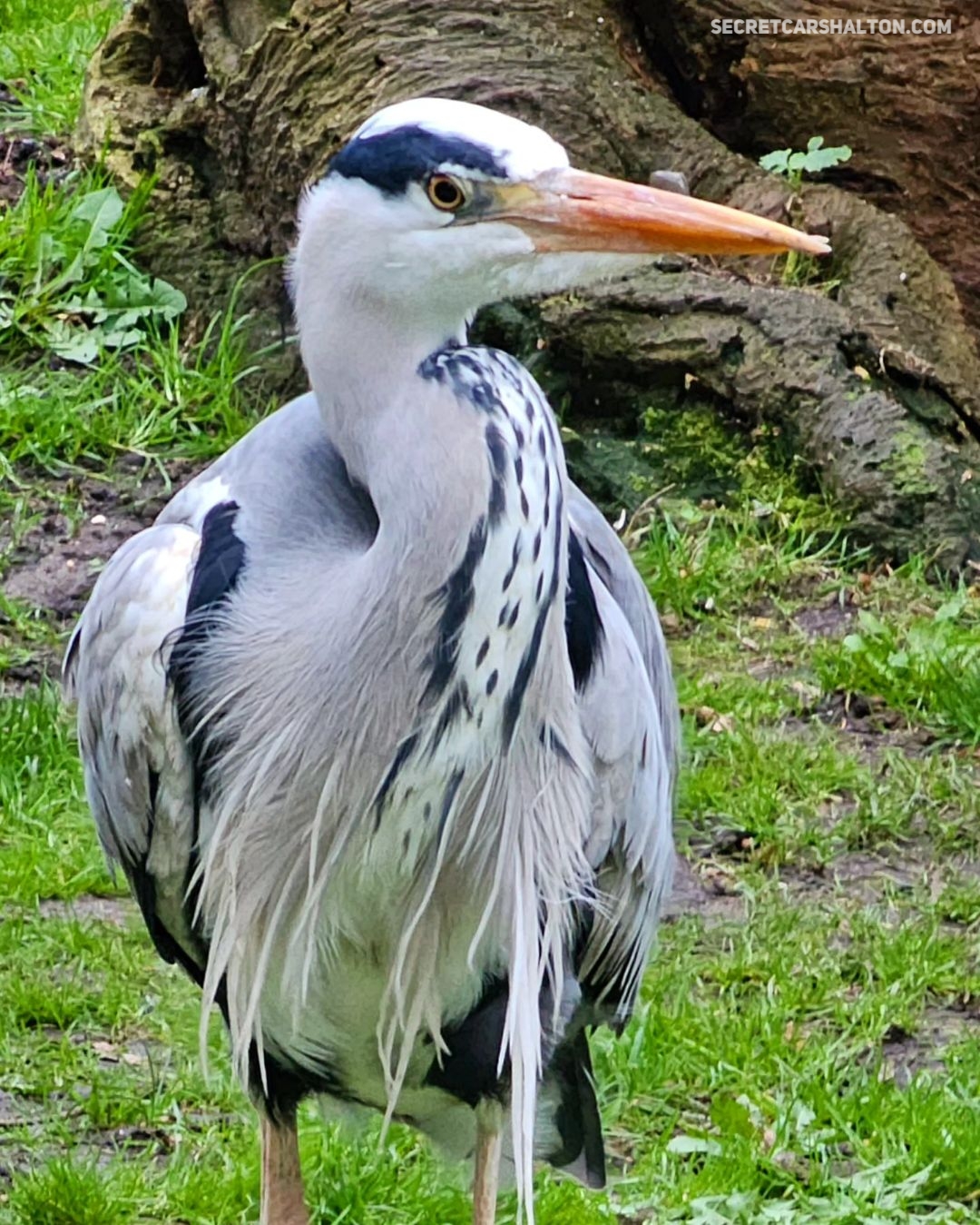 Heron