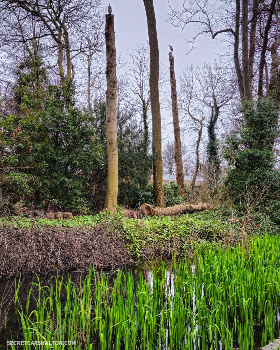 The wilds of Carshalton quiz – spot the Heron