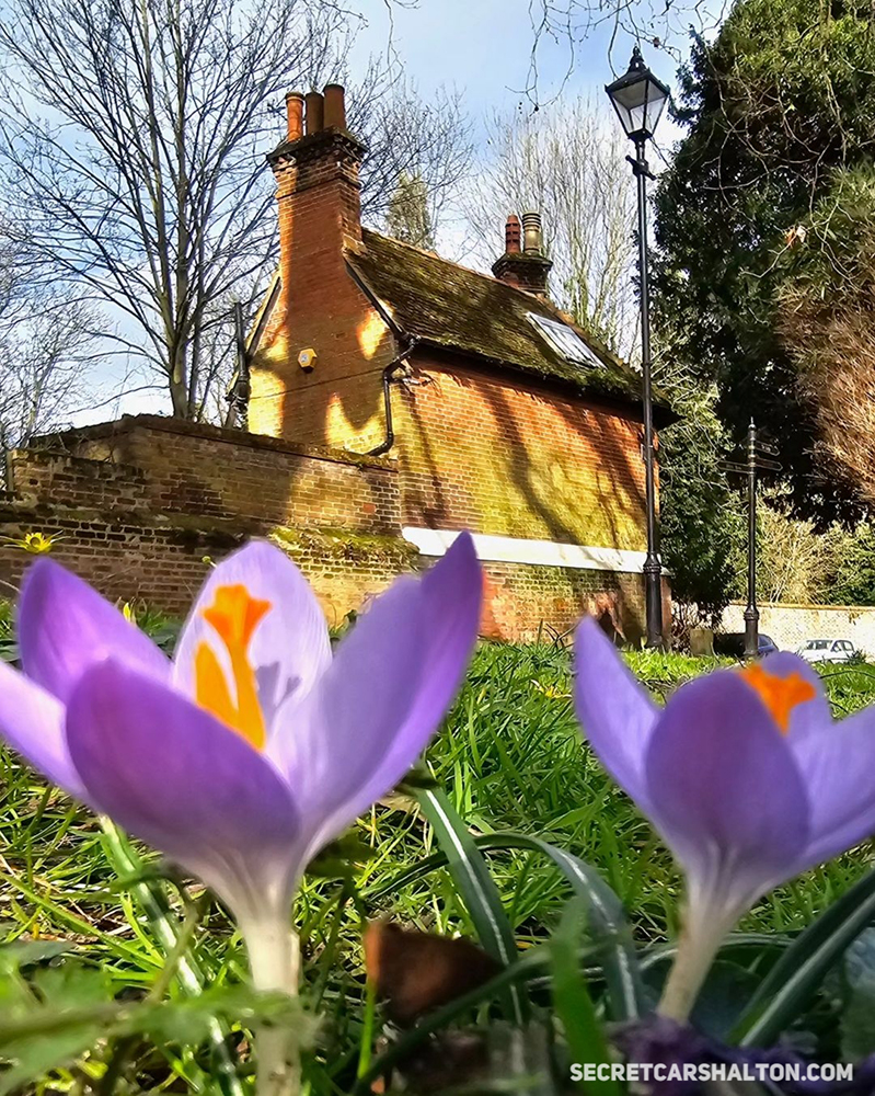 Springtime in Carshalton – Buildings, Bulbs, and Birds Springtime in Carshalton – Buildings, Bulbs, and Birds