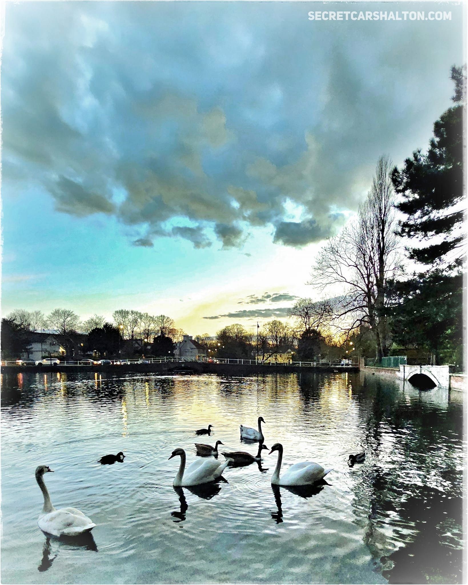 swans