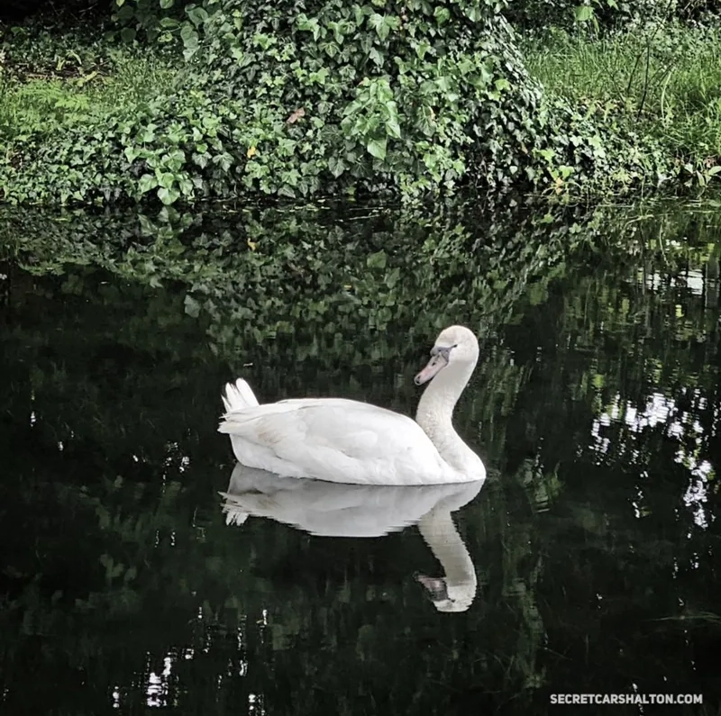 🦢 Lone Carshalton Swan begins new life on the River Thames 🦢 Lone Carshalton Swan begins new life on the River Thames