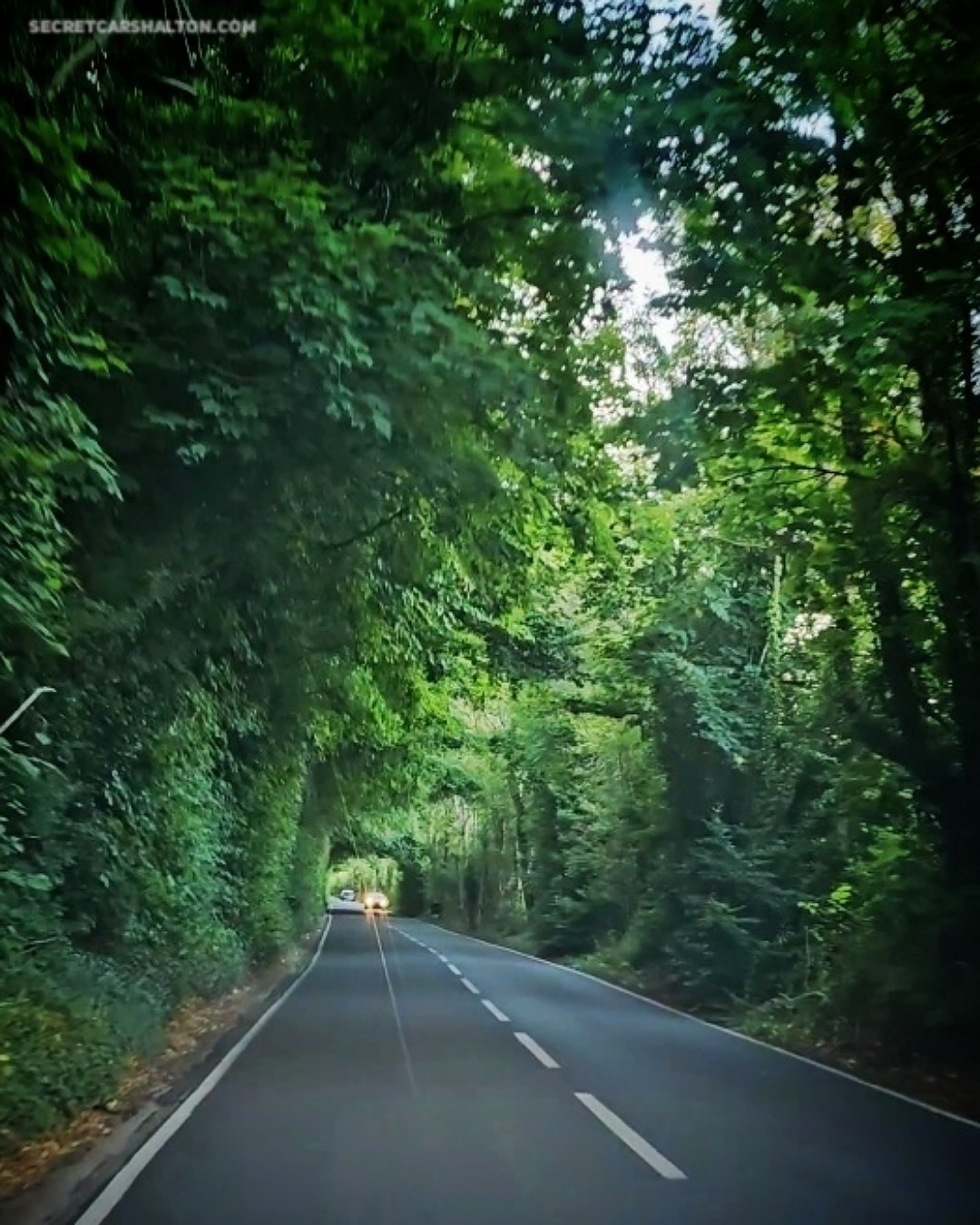 🎥 Video: Tunnel of trees at Woodmansterne Road to receive a trim