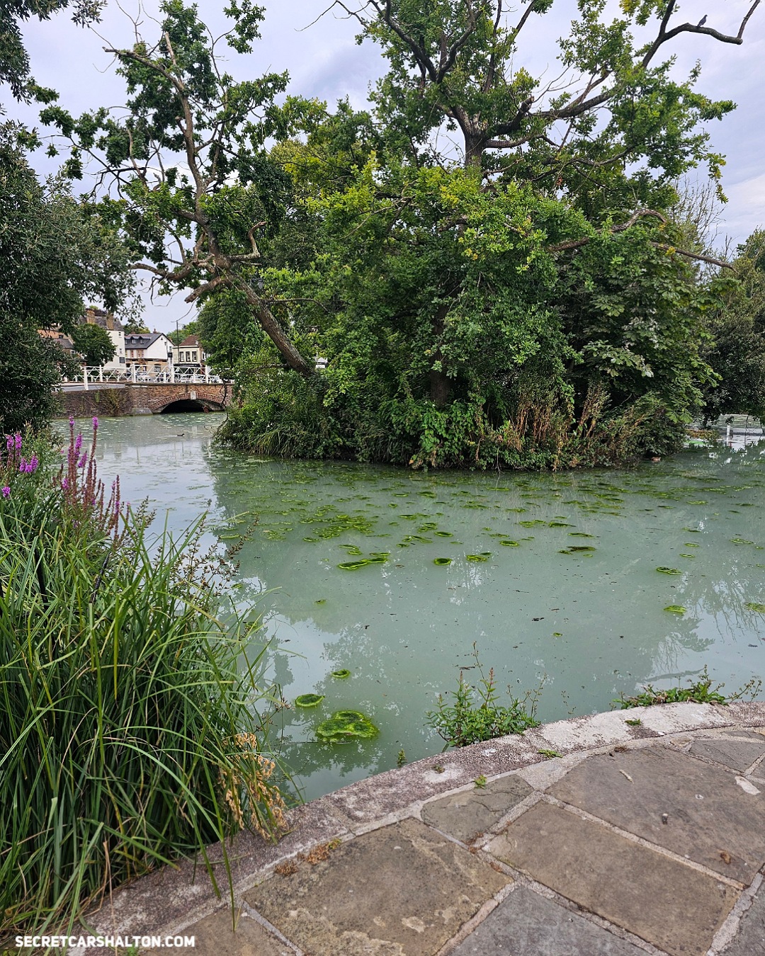 Why has the River Wandle at Carshalton Ponds gone a milky green colour?