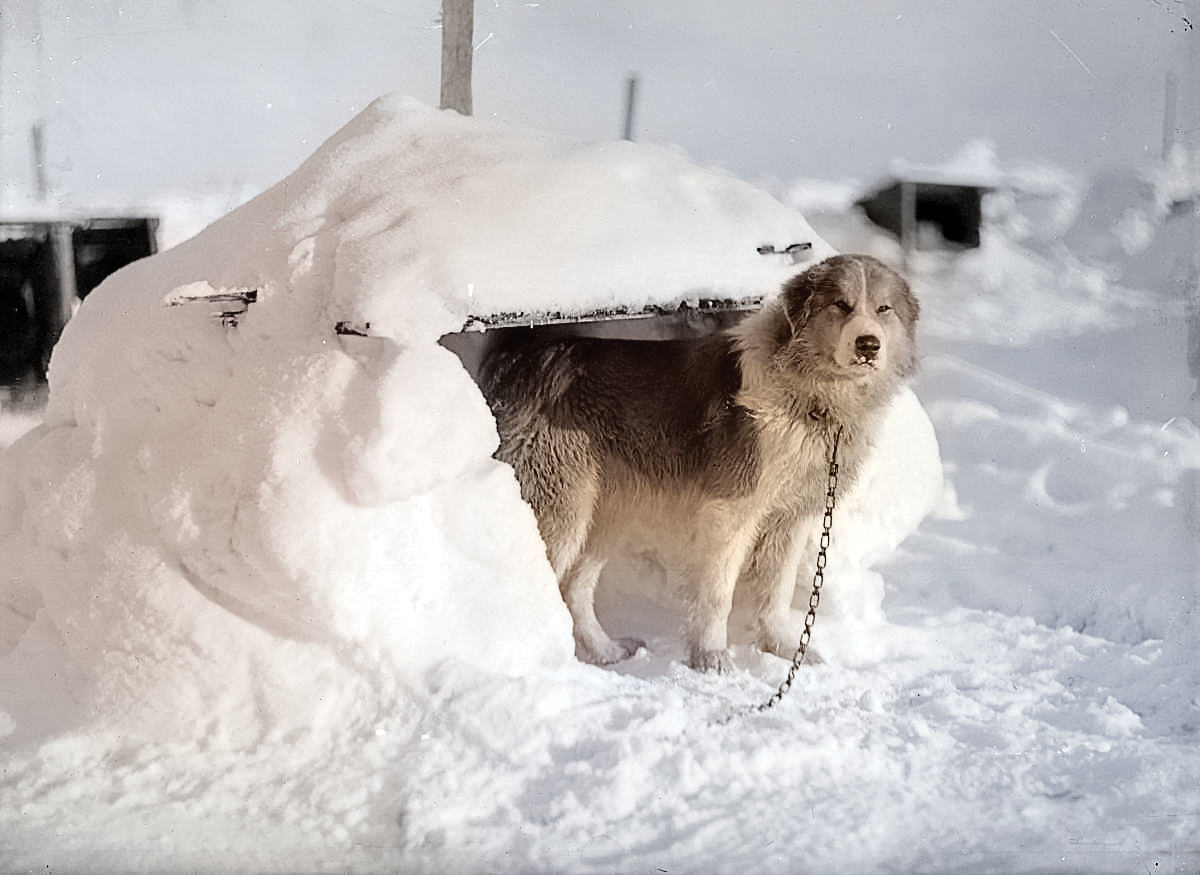 The 100 Shackleton Huskies that sadly never made it home
