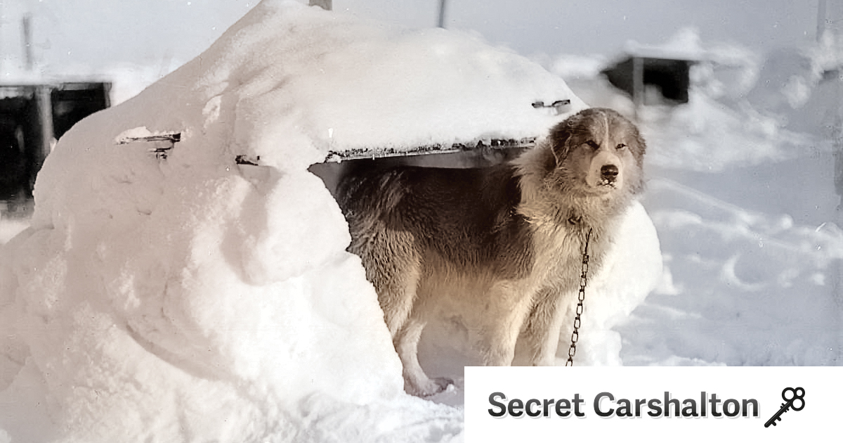 Shackleton Face The 100 Shackleton Huskies that sadly never made it home | Secret ...