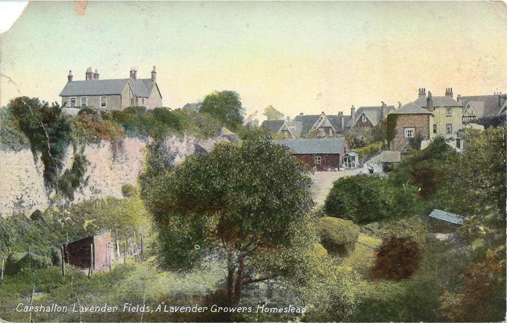Carshalton Chalk Pit