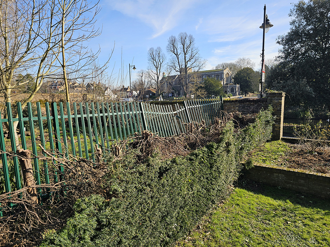 Carnage in Carshalton – hedge butcher strikes again!