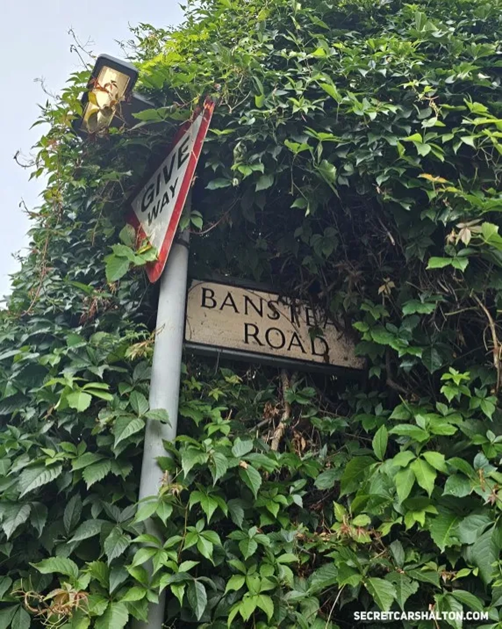 🤣 A selection of road signs swallowed by hedges 🤣 A selection of road signs swallowed by hedges