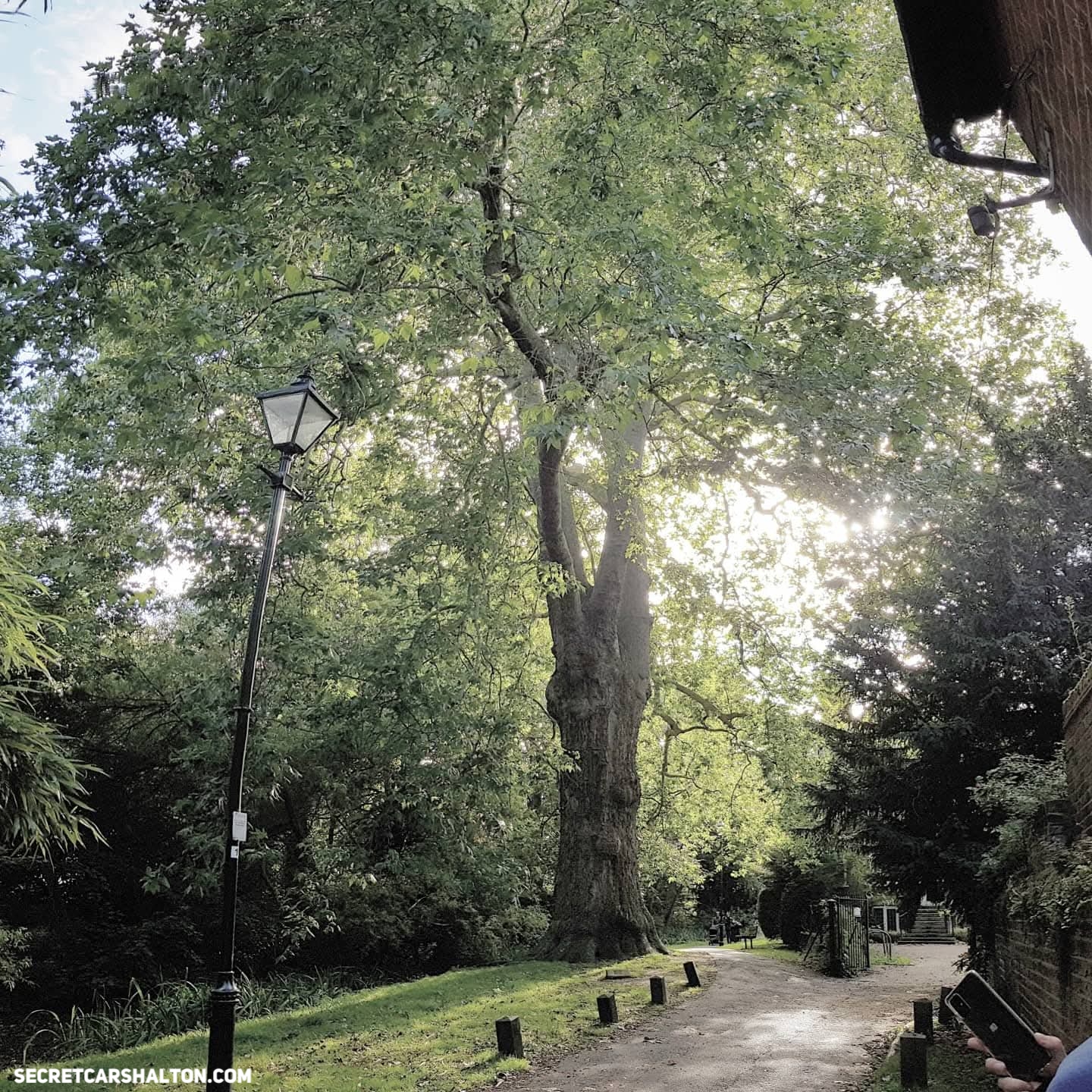 ‘Britain’s Tallest Plane Tree’ Set for New Height Check in Carshalton