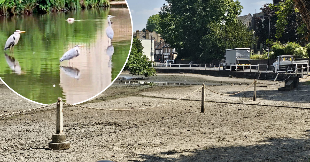 Did you know the water in Carshalton Ponds gets pumped in from 1.5 miles away? Did you know the water in Carshalton Ponds gets pumped in from 1.5 miles away?