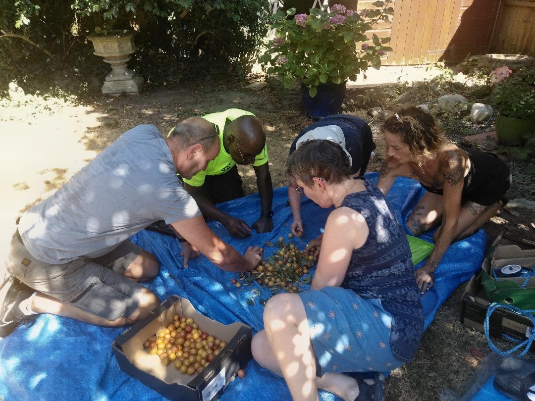 Volunteers kneeling around a tarp sorting small harvested fruit into boxes