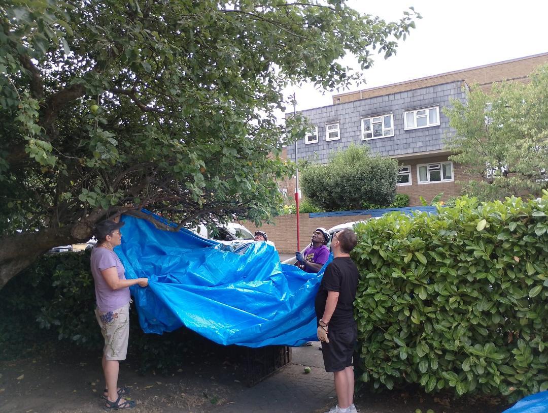 Volunteers holding a blue tarp under a fruit tree to catch fruit as it's picked