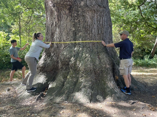Three people measuring the girth of Carshalton's giant London plane tree with a tape measure