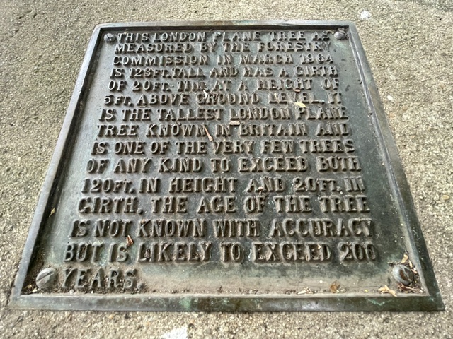 A weathered metal plaque recording the 1964 Forestry Commission measurement of Carshalton's London plane tree