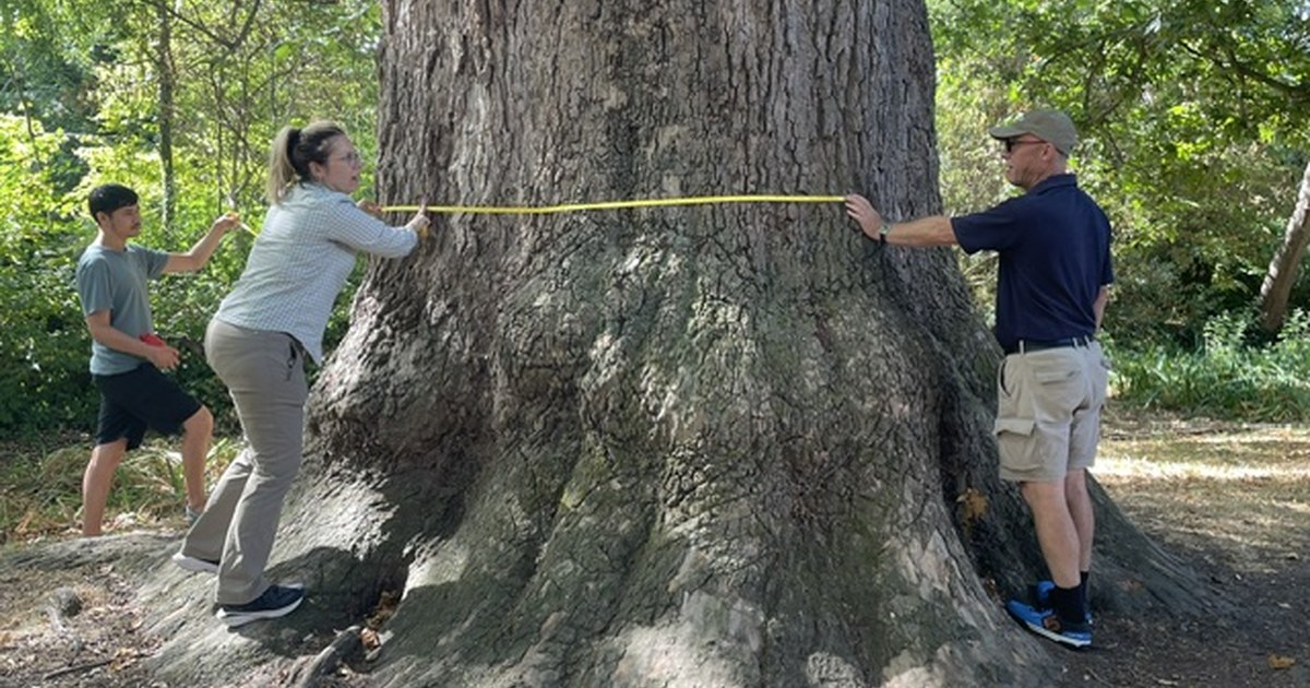 Tree-mendous! New measurement finally announced for Carshalton’s giant tree